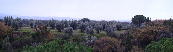 olive trees Bolgheri, Tuscany
