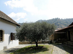 Olive tree in a courtyard