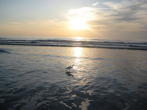 The sea shore at sunrise with a sea gull on the edge of the water.