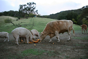Cow and Pigs eating together in a field.