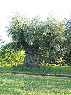 An old olive tree with a huge trunk.