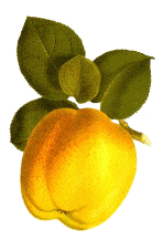 Image of a golden Apple with leaves on the stem.