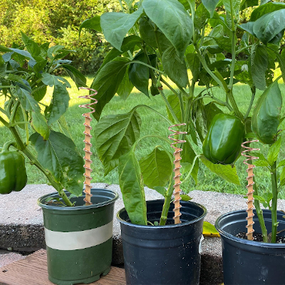 Image of plants growing in pots with copper wired spiraled around a wooden pole.