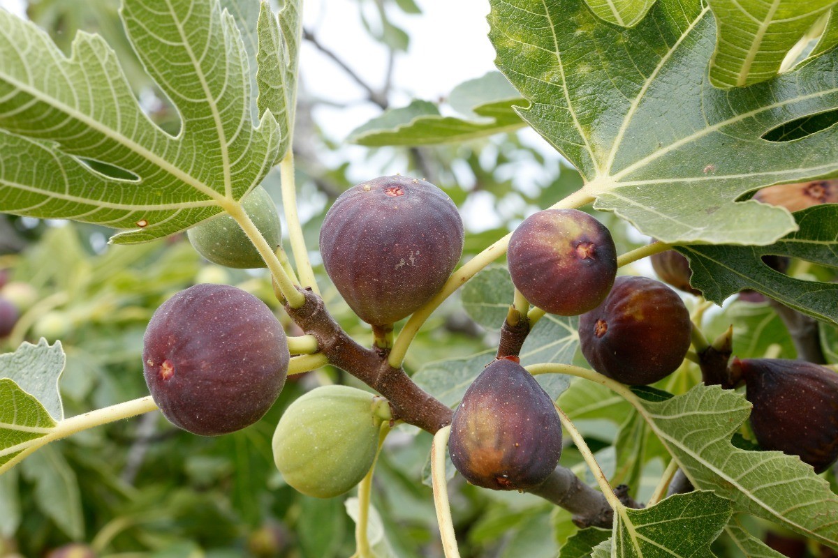 Close up of a fig tree with ripe brown and green fruit.