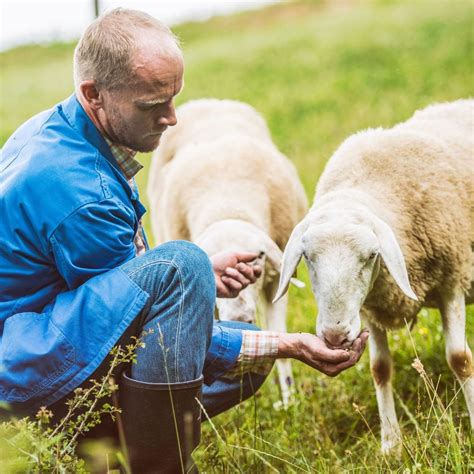 A man in a blue jump suit feeding two sheep.
