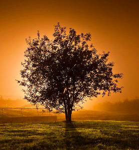 Lone tree at sunset.